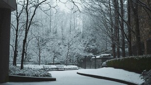冬日雪覆树林静谧景象
