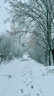 雪后小径留有人行足迹