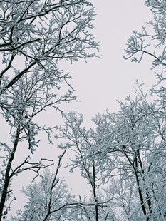 雪覆树枝的冬日景致