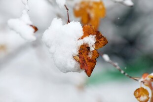 雪覆秋叶美如画