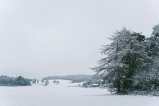 冬日雪景中的树木与旷野
