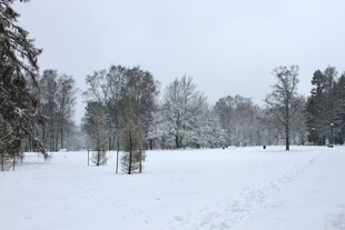 冬日雪景中的静谧树林