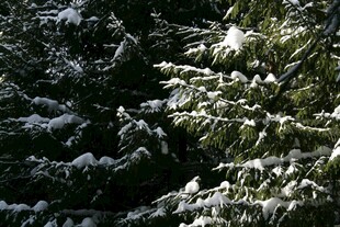 雪覆松枝