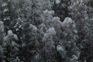 黑白森林景观