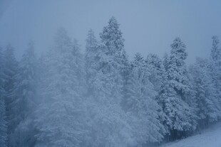 雪覆松林美景