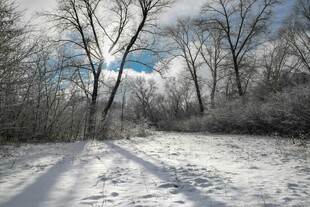 冬日雪林风景