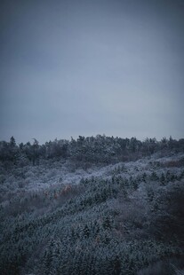 雾中森林景观