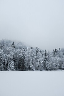 冬日雪覆森林静谧景象