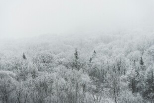 冬日雪覆森林美景