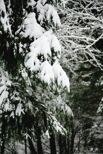 雪覆松枝的冬日美景
