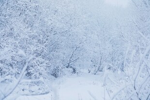 冬日雪景中的静谧林间小道