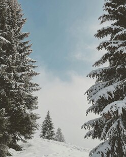 冬日雪覆松林美景