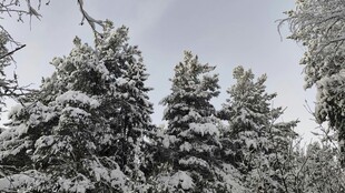 雪覆松林美景