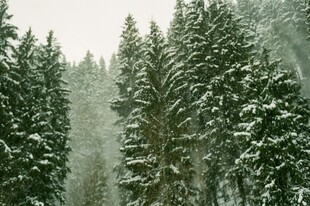 雪覆松林美景