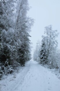 冬日雪覆林间小道