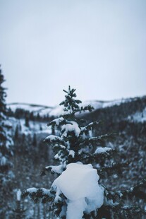 雪覆山林冬日美景