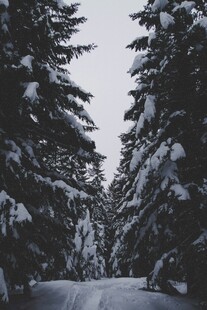 雪覆松林的静谧冬日景象
