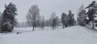 冬日雪景中的静谧树林