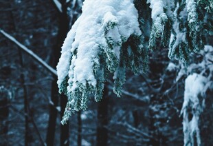 雪覆松枝的冬日景致