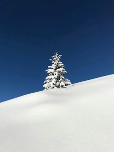 雪坡上的孤松