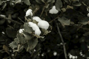 雪覆树叶