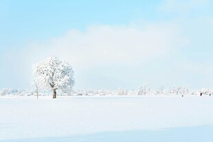 冬日雪景中的孤独树木