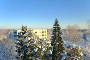 冬日雪景中的建筑与树木