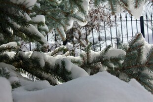 雪覆松枝美景