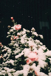 雪中绽放的娇艳粉色花朵