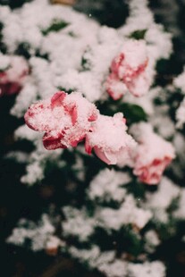 雪中绽放的娇艳粉色花朵