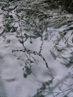 雪覆树枝景象