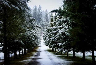 雪覆林间路