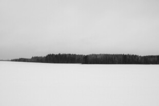 冬日雪景中的静谧树林