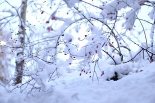 冬日雪景中的树木景观