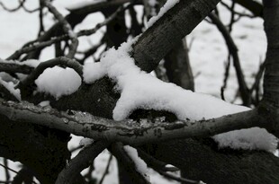 枝头覆雪的冬日景象