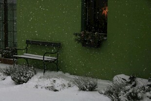 雪覆绿墙旁的静谧长椅