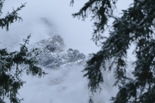 雪覆松枝的冬日景致