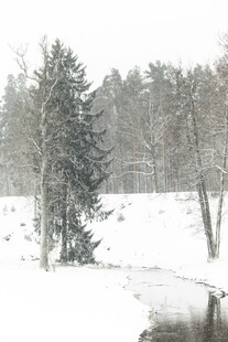 冬日雪景中的树木与溪流