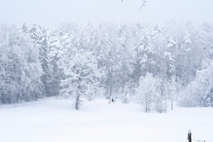 冬日雪景中的静谧树林