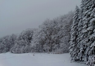 雪覆松林的冬日美景