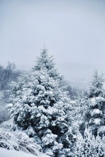 雪覆松枝的冬日美景