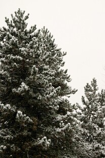 雪覆松树美景