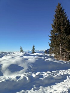 雪覆大地旁的挺拔松树