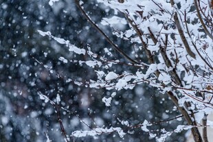 飘雪覆盖的树枝美景