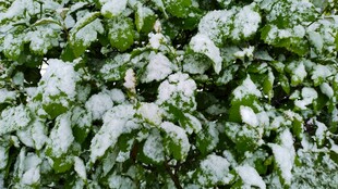 雪覆绿叶景象