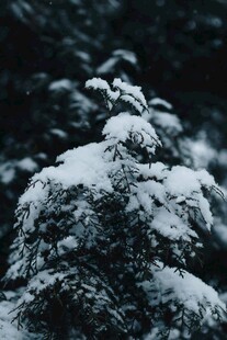 雪覆松枝的静谧景致