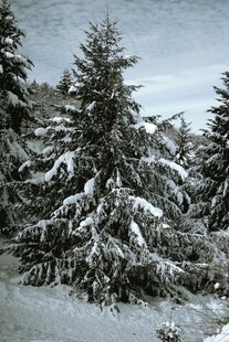雪覆松林美景