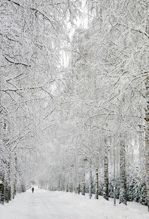 冬日雪林美景