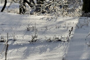 雪覆草地景象