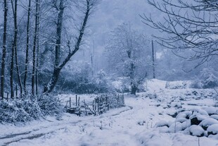 冬日雪景中的静谧林间小道